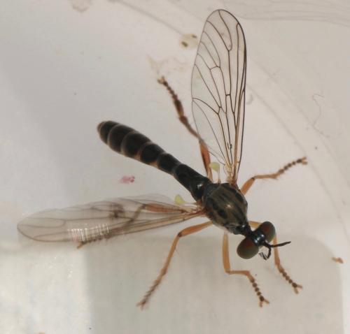 Réf. 324 247 : Dioctria flavipennis